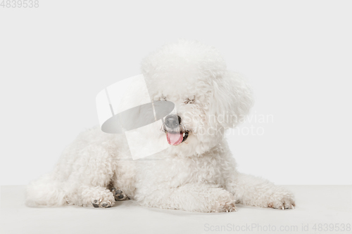 Image of Small cute dog Bichon Frise posing isolated over white background.