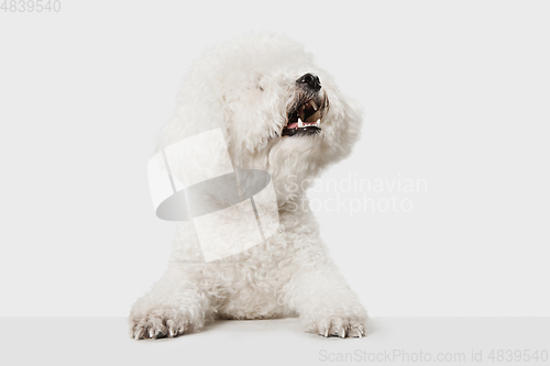 Image of Portrait of Little cute dog Bichon Frise isolated over white background.