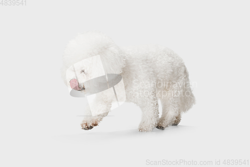 Image of Little cute dog Bichon Frise posing isolated over white background.