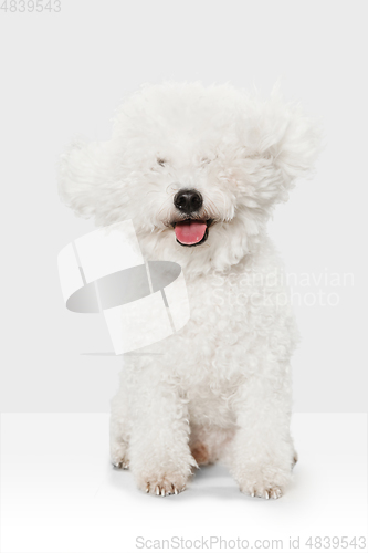 Image of Small cute dog Bichon Frise posing isolated over white background.