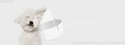 Image of Portrait of little cute dog Bichon Frise isolated over white background.