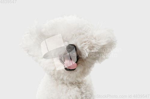 Image of Little cute dog Bichon Frise posing isolated over white background.