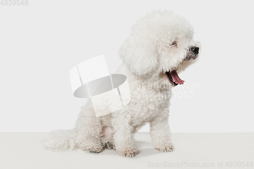 Image of Portrait of Little cute dog Bichon Frise isolated over white background.