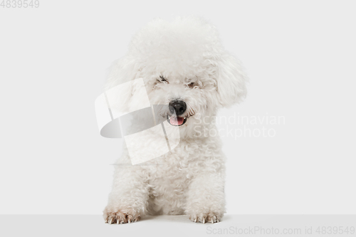 Image of Small funny dog Bichon Frise posing isolated over white background.