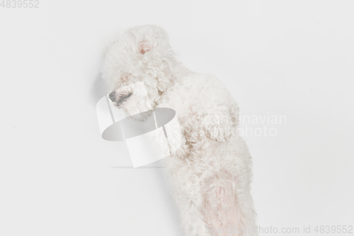 Image of Little cute dog Bichon Frise posing isolated over white background.