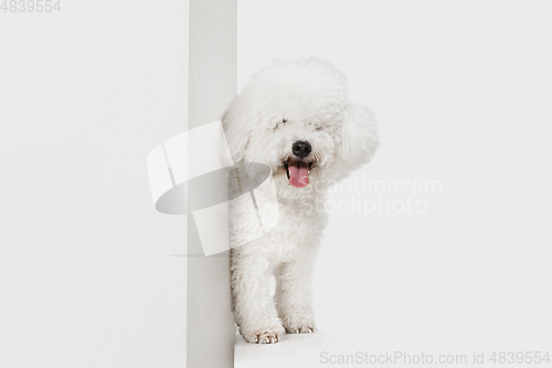 Image of Portrait of Little cute dog Bichon Frise isolated over white background.