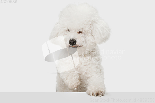 Image of Small funny dog Bichon Frise posing isolated over white background.