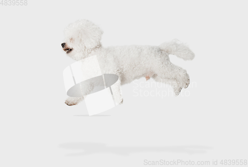 Image of Little cute dog Bichon Frise posing isolated over white background.