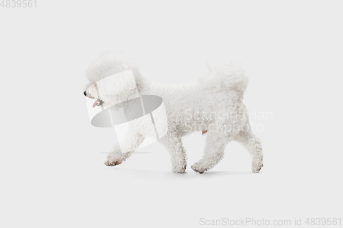 Image of Little cute dog Bichon Frise posing isolated over white background.