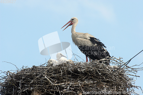 Image of Stork in its nest 