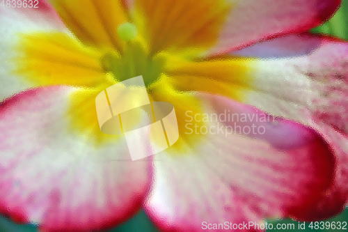 Image of Primrose (Primula) macro