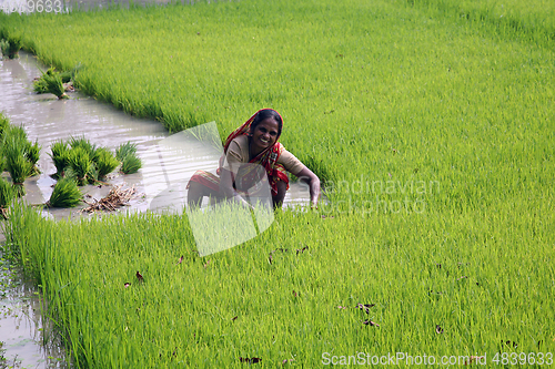 Image of Rural woman working in rice plantation in Basanti, West Bengal, India 