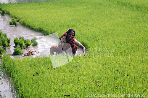 Image of Rural woman working in rice plantation in Basanti, West Bengal, India 