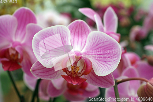 Image of Beautiful pink orchid flowers cluster