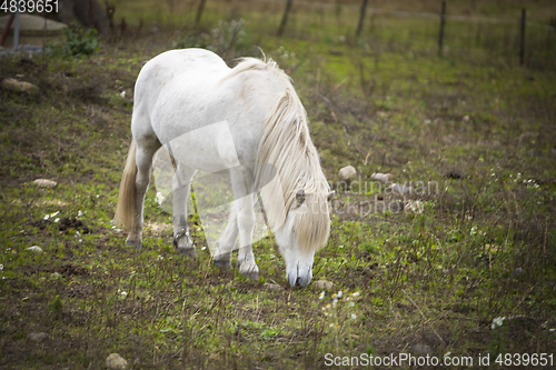 Image of Horse