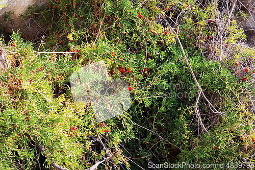 Image of Plant in coastal cliffs.