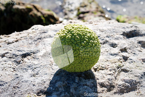 Image of Adam's apple on the seashore.