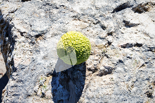 Image of Adam's apple on the seashore.