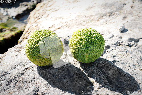 Image of Adam's apple on the seashore.