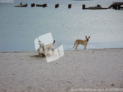 Image of Dogs on the sandy shore.