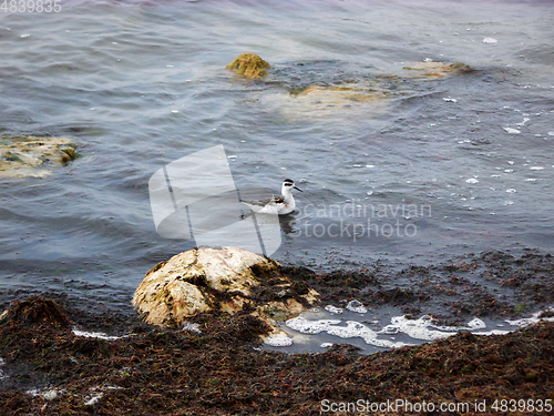 Image of Waterfowl on the seashore.