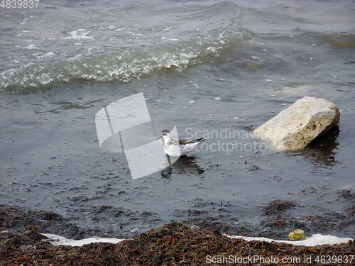 Image of Waterfowl on the seashore.
