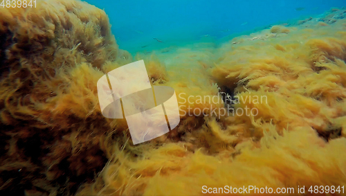 Image of Underwater rock covered with algae.