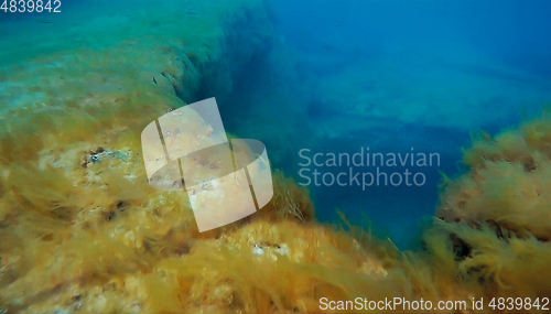 Image of Underwater rock covered with algae.