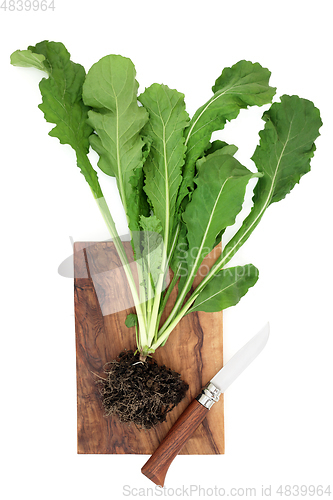 Image of Fresh Ruccola Plant with Soil Root Ball