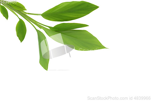 Image of Fresh Turmeric Leaves on White Background