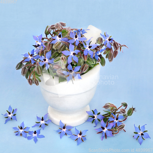 Image of Borage Herb Used in Herbal Medicine