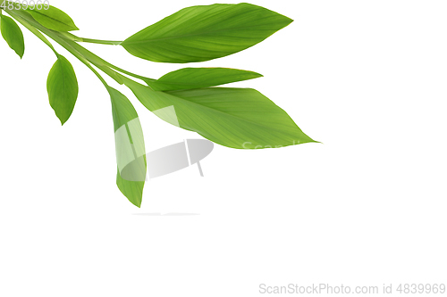 Image of Fresh Turmeric Leaves on White Background