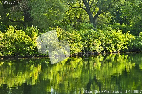 Image of Green reflections in water