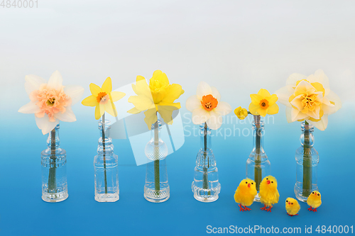 Image of Easter Chicks and Daffodil Flower Composition