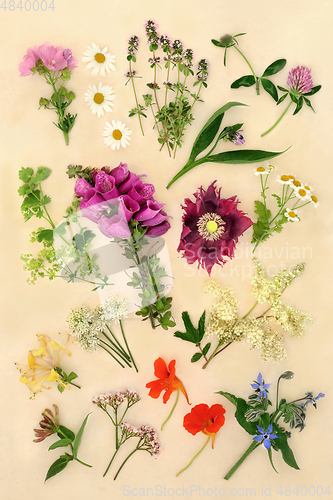 Image of Herbs and Flowers for Naturopathic Herbal Medicine