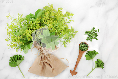 Image of Ladys Mantle Herb Used in Alternative Herbal Medicine