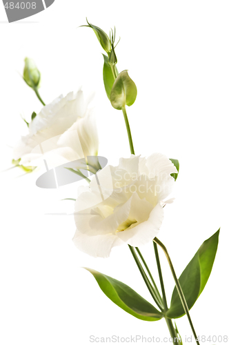 Image of Isolated white flowers