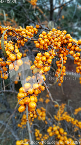 Image of Branch of ripe bright sea buckthorn berries