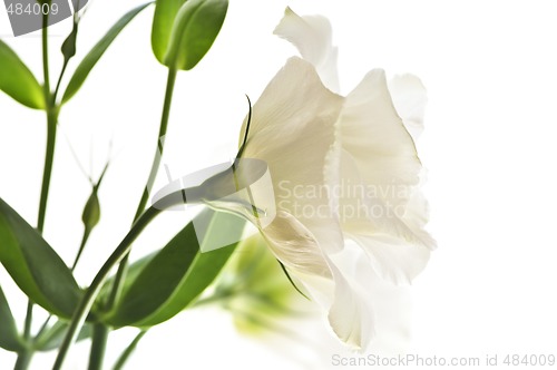 Image of Isolated white flowers