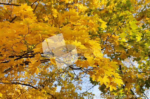 Image of Beautiful golden autumn branches of maple