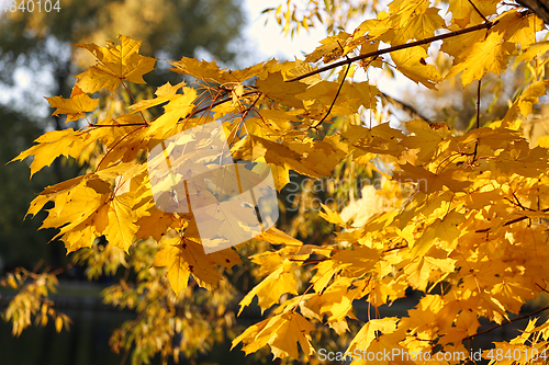 Image of Beautiful golden autumn branches of maple