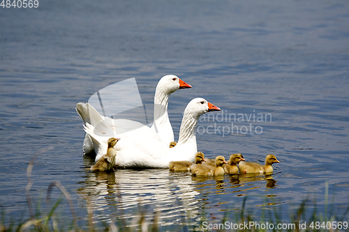 Image of Geese