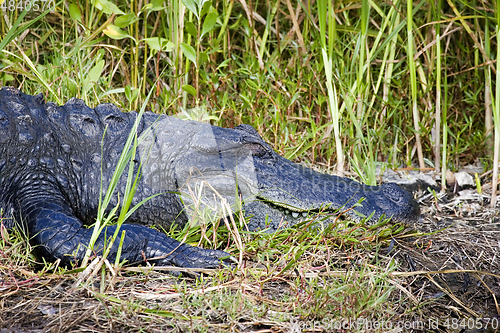 Image of Alligator