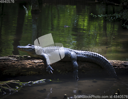 Image of Alligator