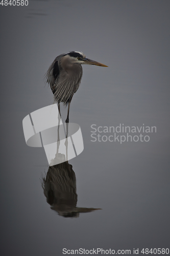 Image of Heron