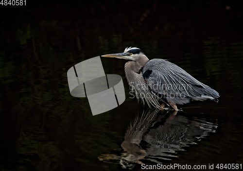 Image of Heron