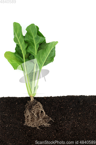 Image of Organic Spinach Plant Growing in Earth