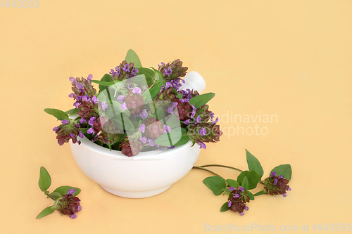 Image of Self Heal Herb for Natural Alternative Herbal Remedies