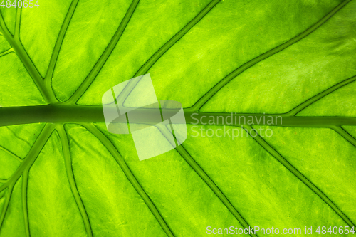 Image of green leaf macro