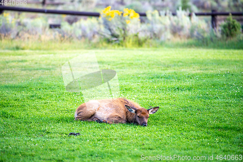 Image of hurd of wild elk in Mammoth, Wyoming